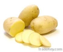 Fresh Raw Potato