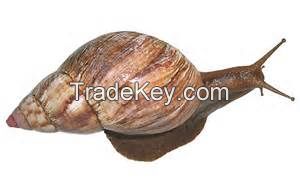 Snail meat, snail shell, snail slime, tilapia, catfish shrimp