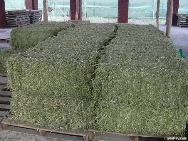 Sell alfalfa hay and alfalfa pellets for sale