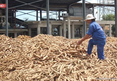 Tapioca Starch