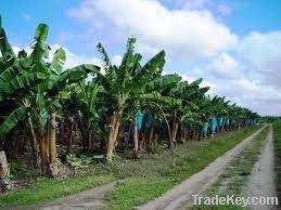 Best Premium High Quality Fresh Cavendish Banana