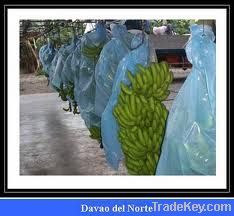 Best Premium High Quality Fresh Cavendish Banana