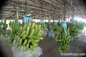 Best Premium High Quality Fresh Cavendish Banana
