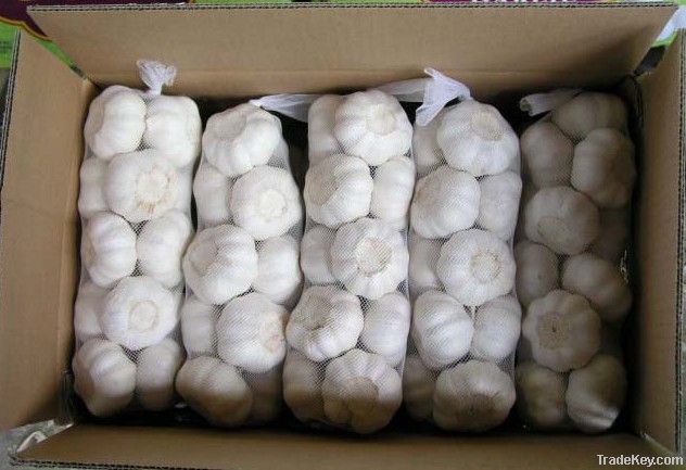 Supply china exports normal white fresh garlic