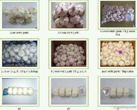 Supply China exports Fresh Garlic