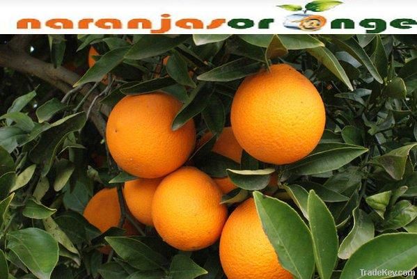 Navel Oranges