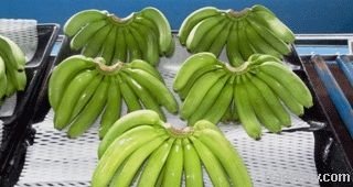 Fresh Cavendish Banana DOLE DEL MONTE UNIFRUTTI SUMIFRU NADER DANA