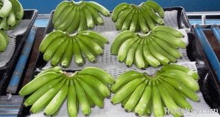 Fresh Cavendish Banana DOLE DEL MONTE UNIFRUTTI SUMIFRU NADER DANA