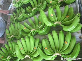 Fresh Cavendish Banana DOLE DEL MONTE UNIFRUTTI SUMIFRU NADER DANA