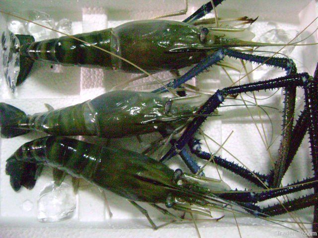 Fresh Water Shrimp