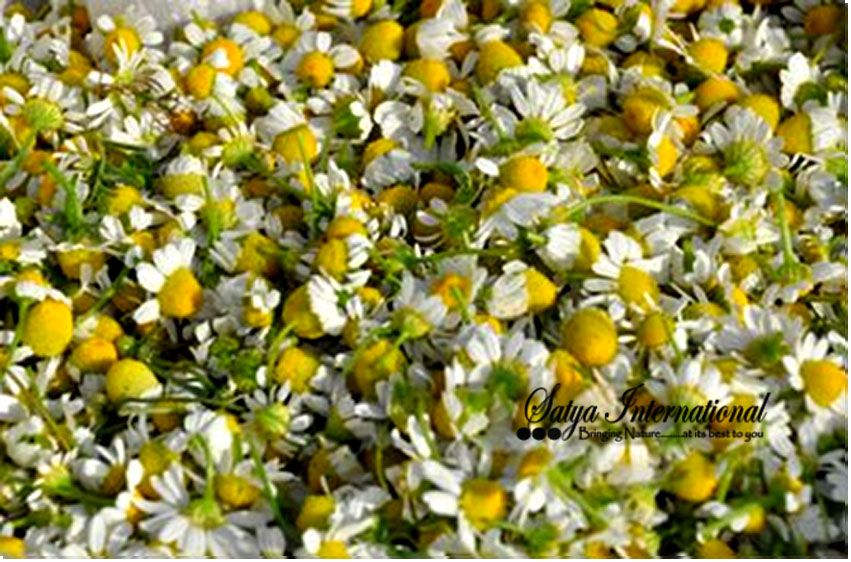 Chamomile Oil