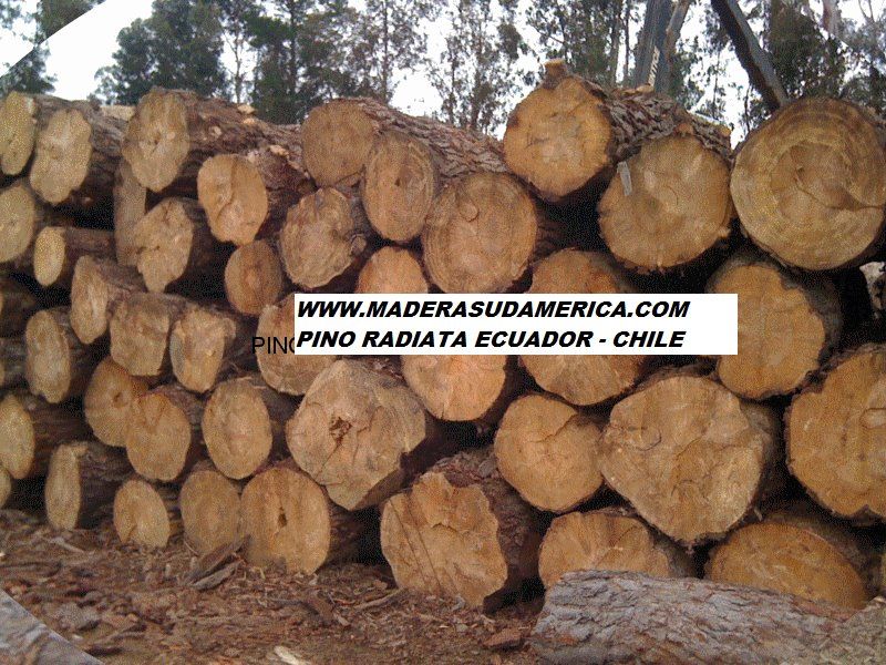 RADIATA PINE AND SYP PINE IN LOGS