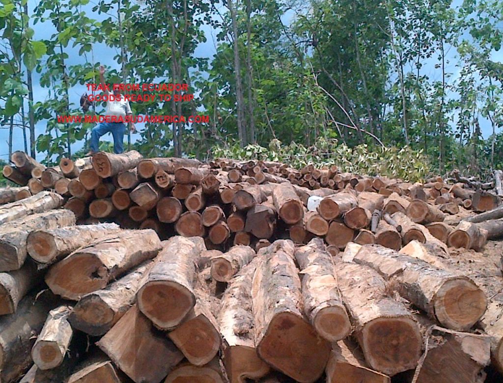 teak (tectona Grandis) Rsq. logs and Logs