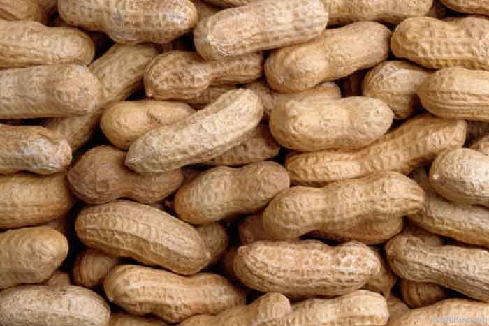 Peanut / Groundnut