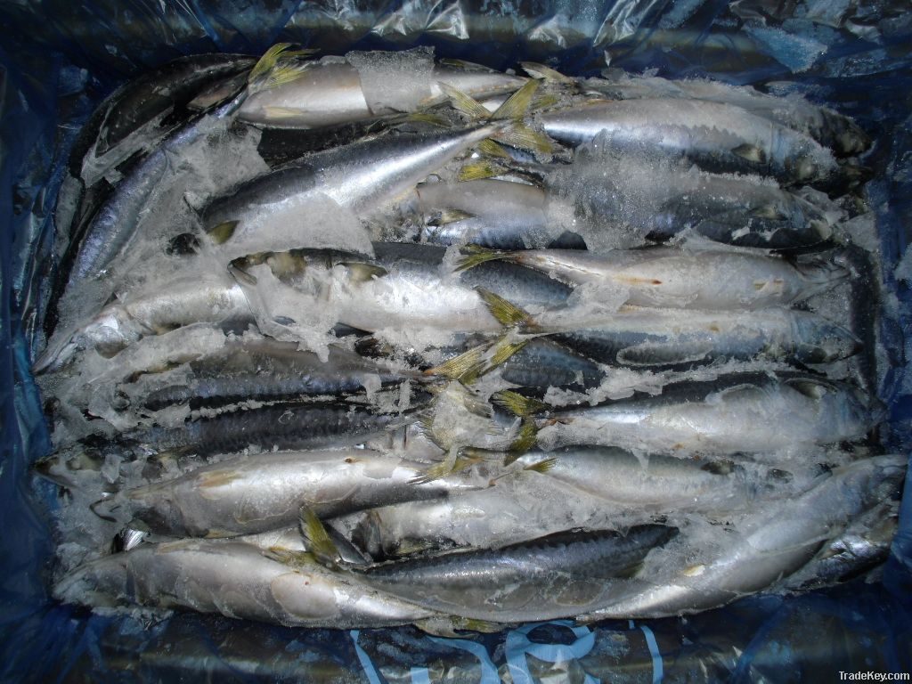 frozen Pacific mackerel