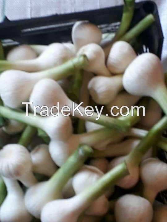 Fresh Garlic