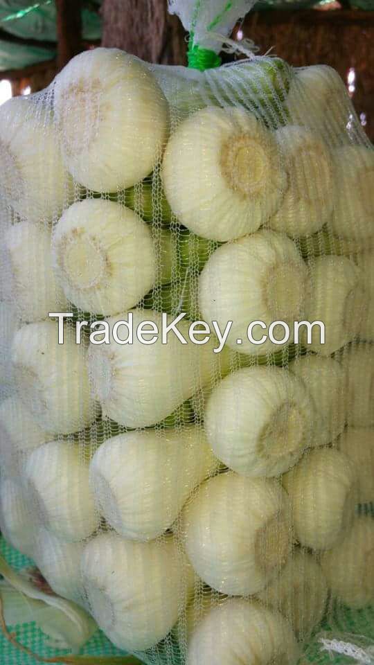 Fresh Garlic