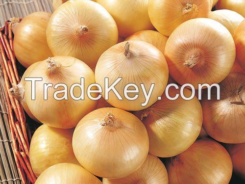 Fresh Yellow, White and Red Onion in Bulk-Grade A