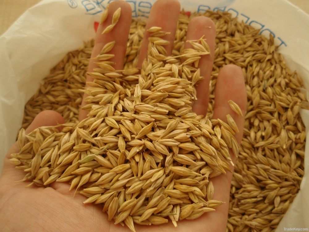 Barley