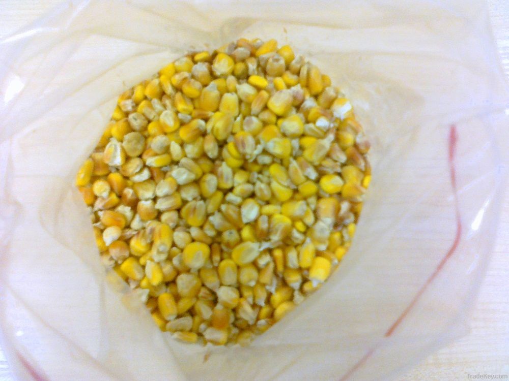 Yellow Corn