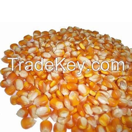 Quality Yellow Maize & Yellow Corn