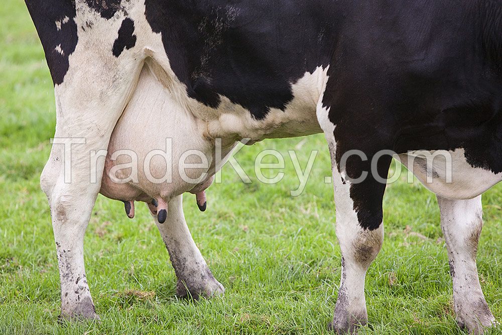 Highly Pregnant Dutch Holstein Heifers cows/Holstein heifers / Friesian cattle
