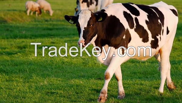 Highly Pregnant Dutch Holstein Heifers cows/Holstein heifers / Friesian cattle