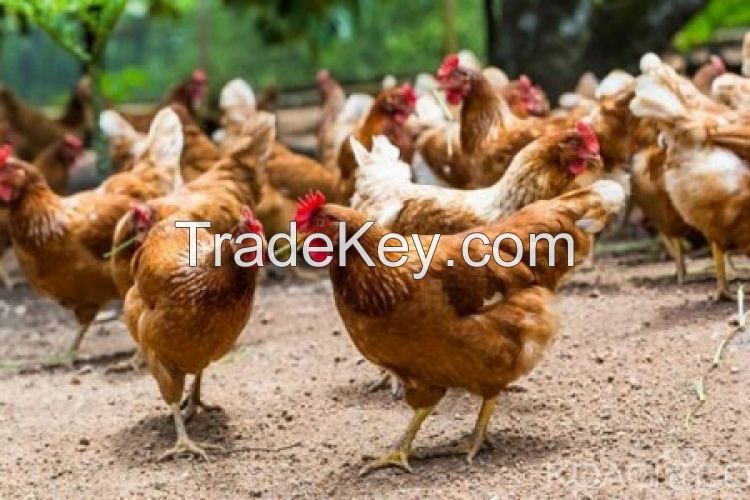 Best Quality Broilers And Layers Chickens