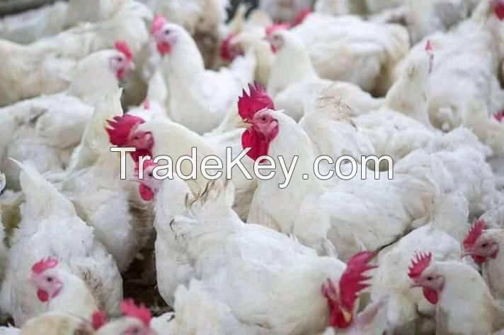Best Quality Broilers And Layers Chickens