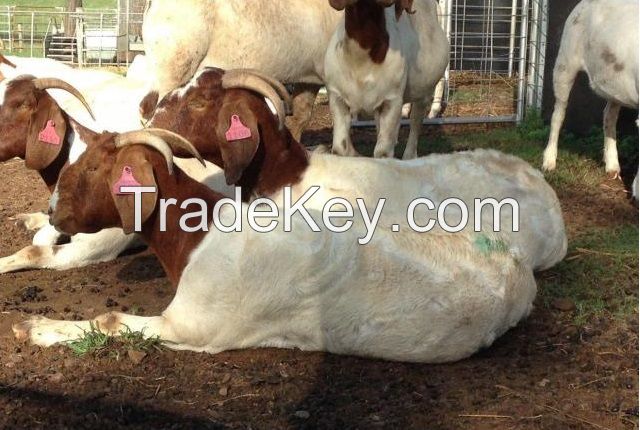 Pure Breed LIVE Boer Goats / 100% Full Blood Boer Goats, / Live Sheep, Cattle, Lambs and Alive Cows