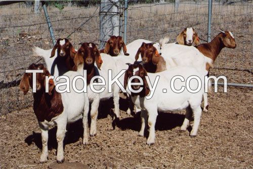 Pure Breed LIVE Boer Goats / 100% Full Blood Boer Goats, / Live Sheep, Cattle, Lambs and Alive Cows