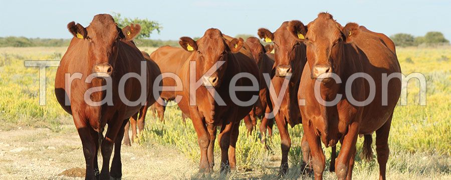  Live Bonsmara Bull/Livestock, Cattle - Bonsmara, Brahman