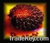 Palm Oil, wholesale palm oil, low price palm oil, cooking oil, seed oil, kernel oil, low cost palm oil