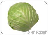 Cabbage