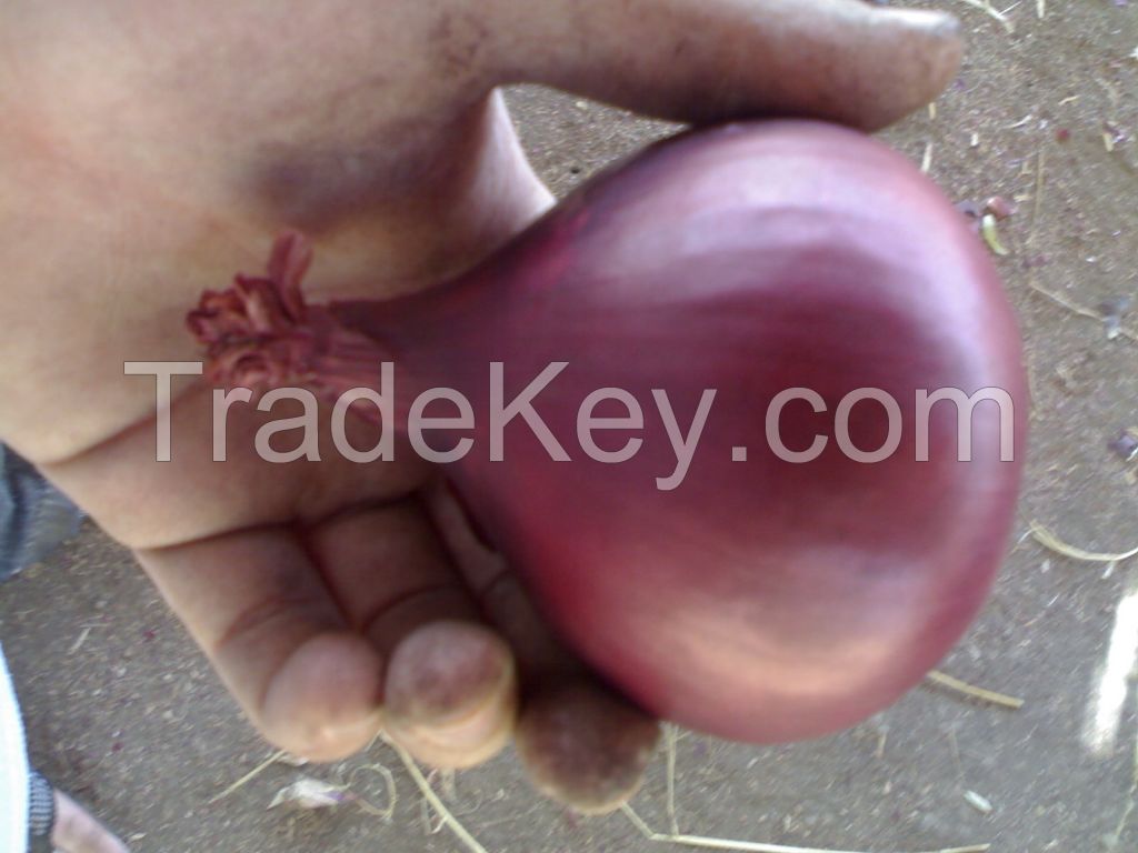 Red Onion