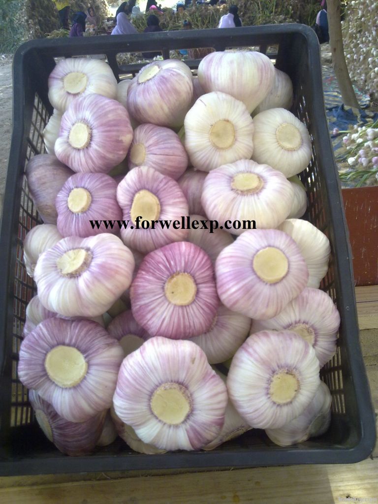 Fresh Egyptian Garlic( White - Red )