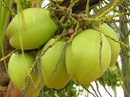 Tender Coconut Water Concentrate