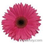 GERBERA