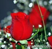 TAJ MAHAL Rose (Symbol Of Love )