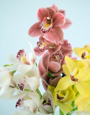 CYMBIDIUM ORCHIDS