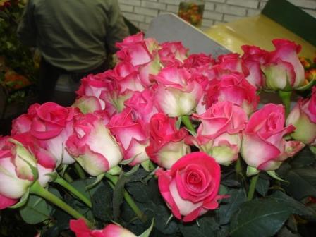 Roses direct from grower