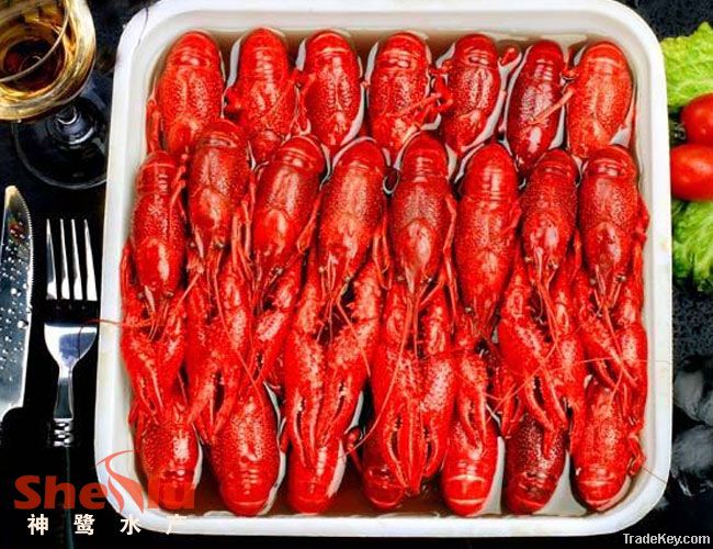 Frozen cooked whole crayfish in dill brine