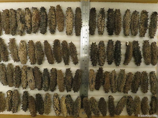 Dried Sea Cucumber