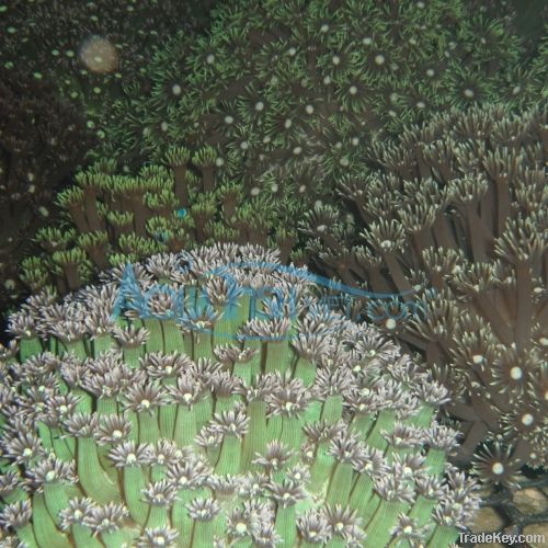 flower coral