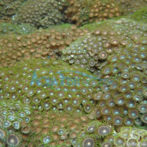 Polyps coral