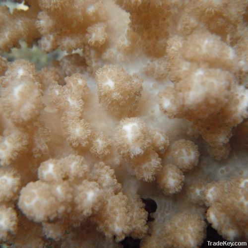 Soft coral- Cladiella sp