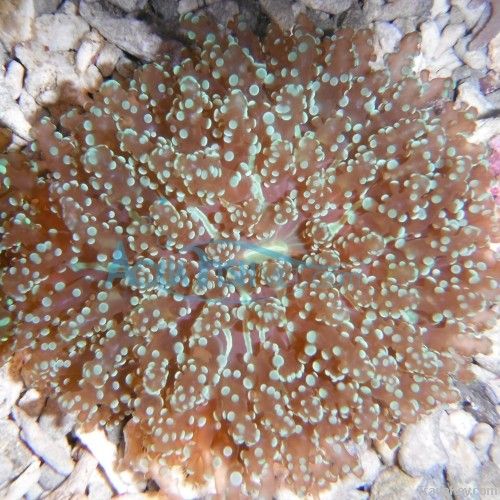 LPS hard coral- Frogspawn sp