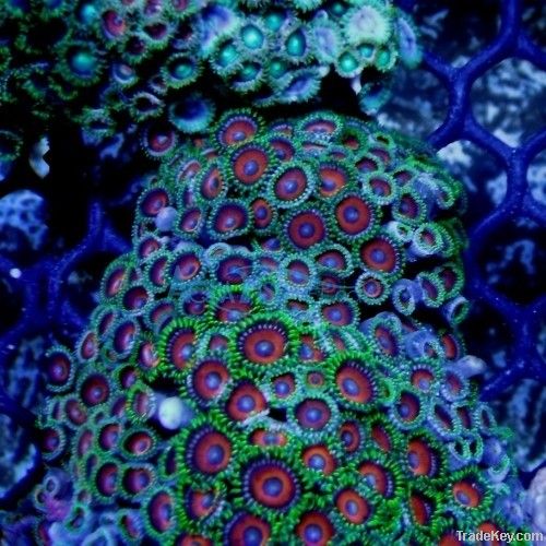 Zoanthids coral