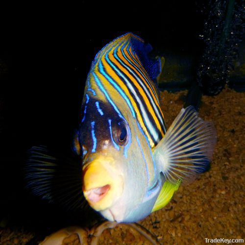 Marine Fish - Regal Angle Fish