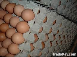 Fresh Brown Table Eggs